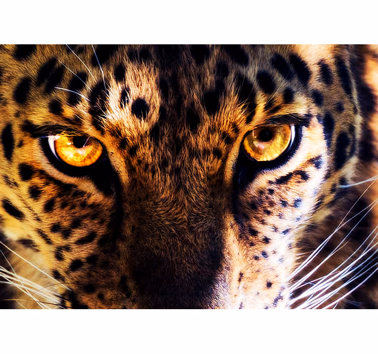 Fotomural animale Hermosos ojos de un tigre - TenVinilo