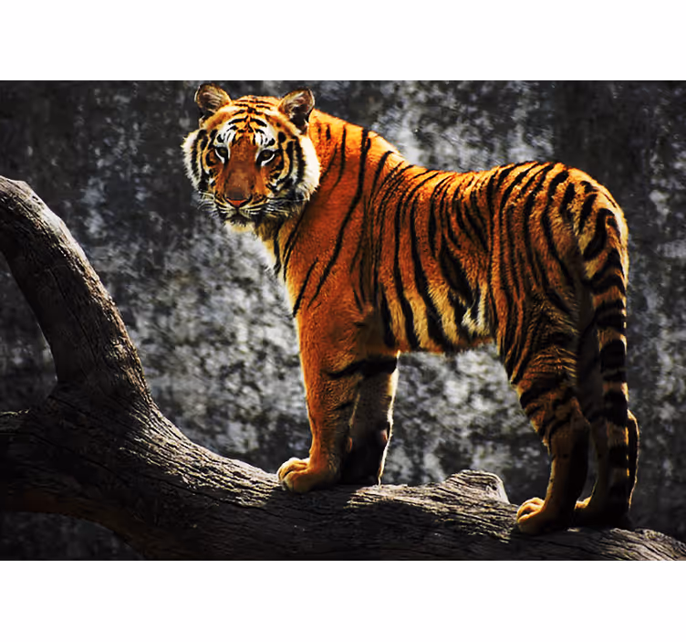Mural de animales postura de tigre real - TenVinilo