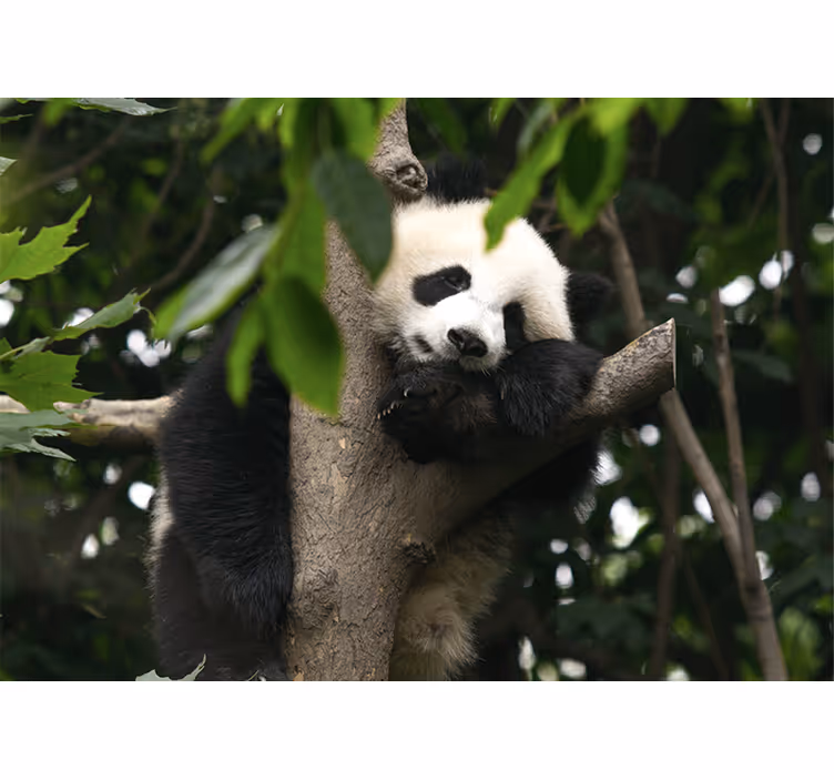 Mural de animales panda descansando en un árbol - TenVinilo