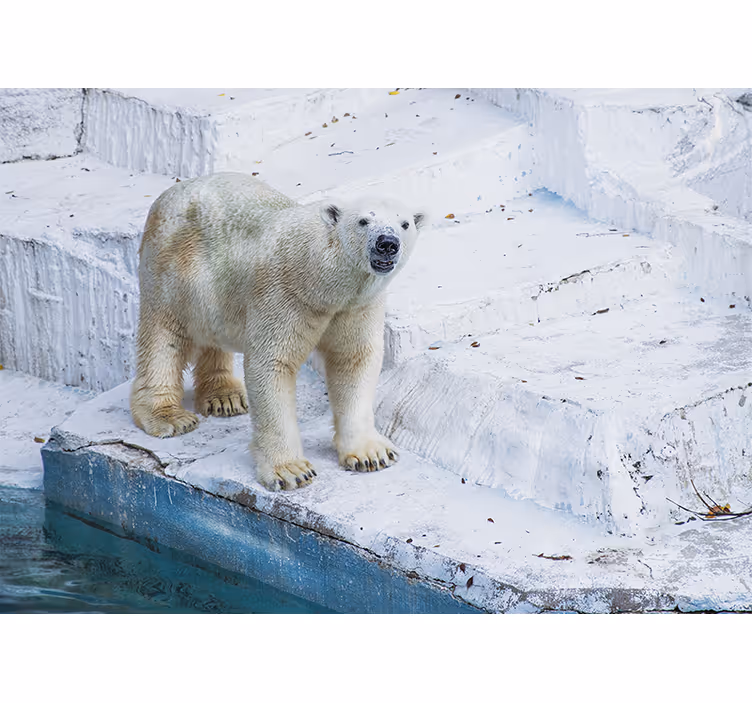 Mural de animales postura del oso polar - TenVinilo