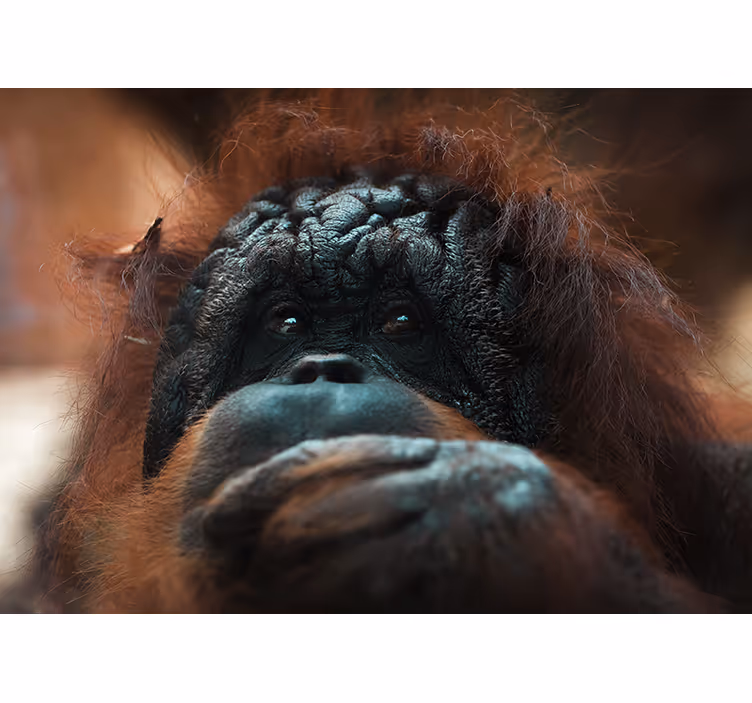 Mural de animales mirada reflexiva del orangután - TenVinilo