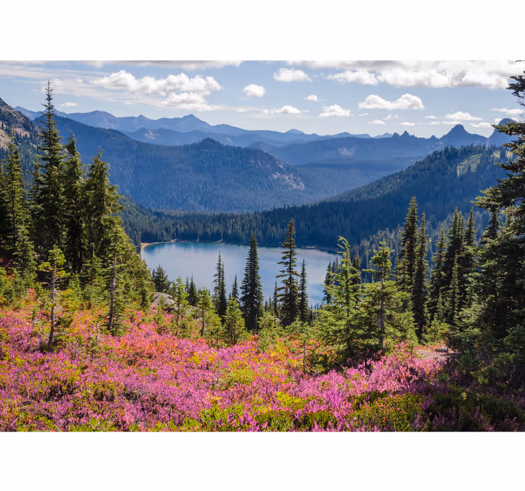 Fotomural naturaleza Bosque con destellos de sol y flores moradas - TenVinilo