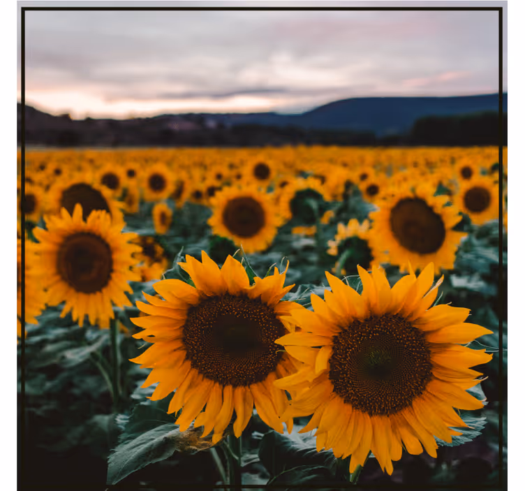Posavasos moderno Bonito campo de girasoles - TenVinilo