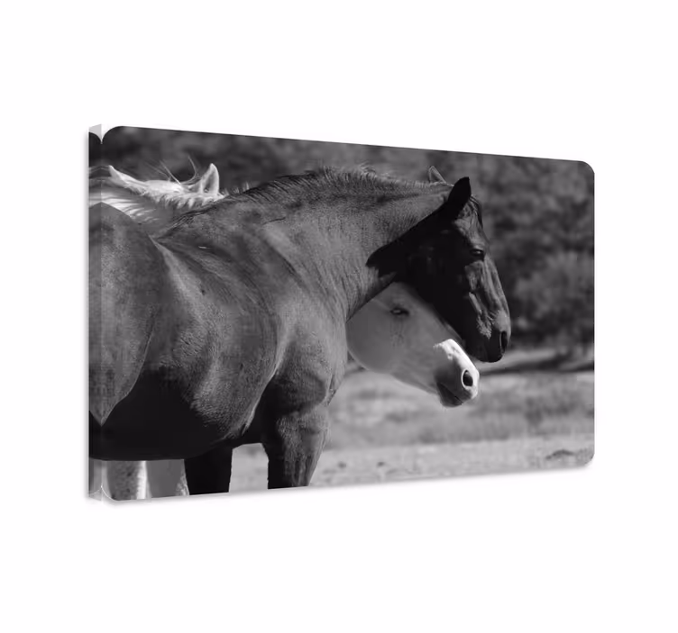 Cuadro caballos caballos en blanco y negro abrazándose - TenVinilo