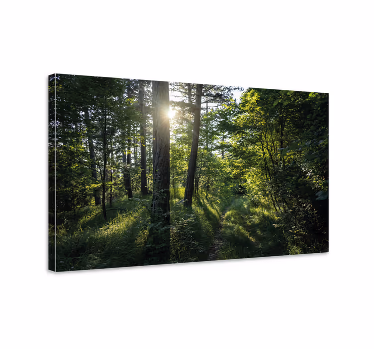 Cuadro árboles Arboles y bosque verde - TenVinilo