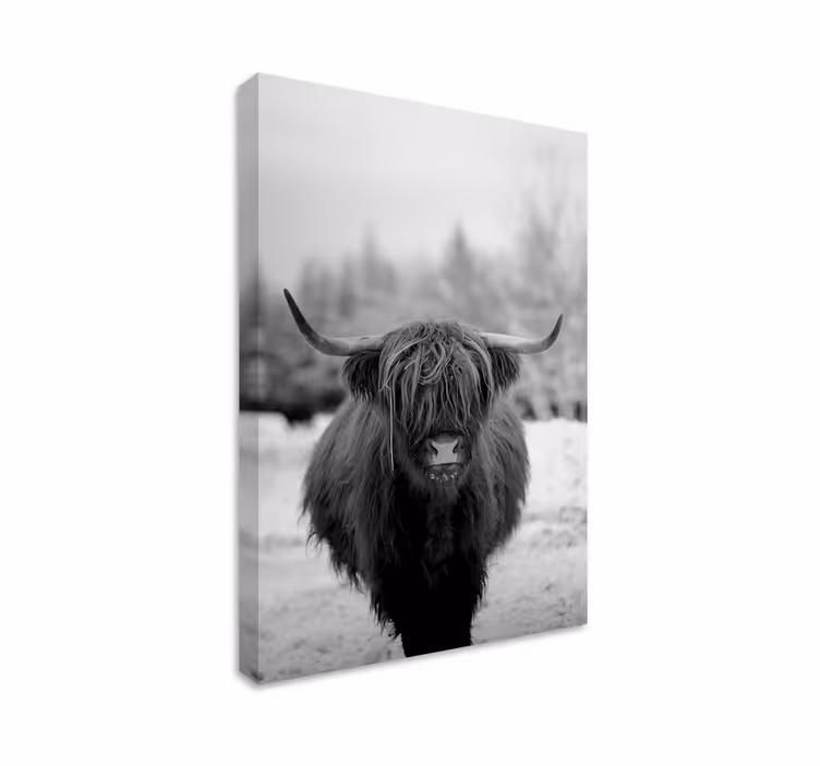 Cuadro animales Vaca de las tierras altas - TenVinilo
