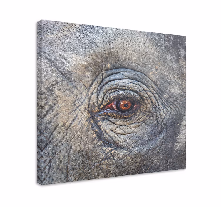 Cuadro de elefantes detalle de ojo de elefante - TenVinilo