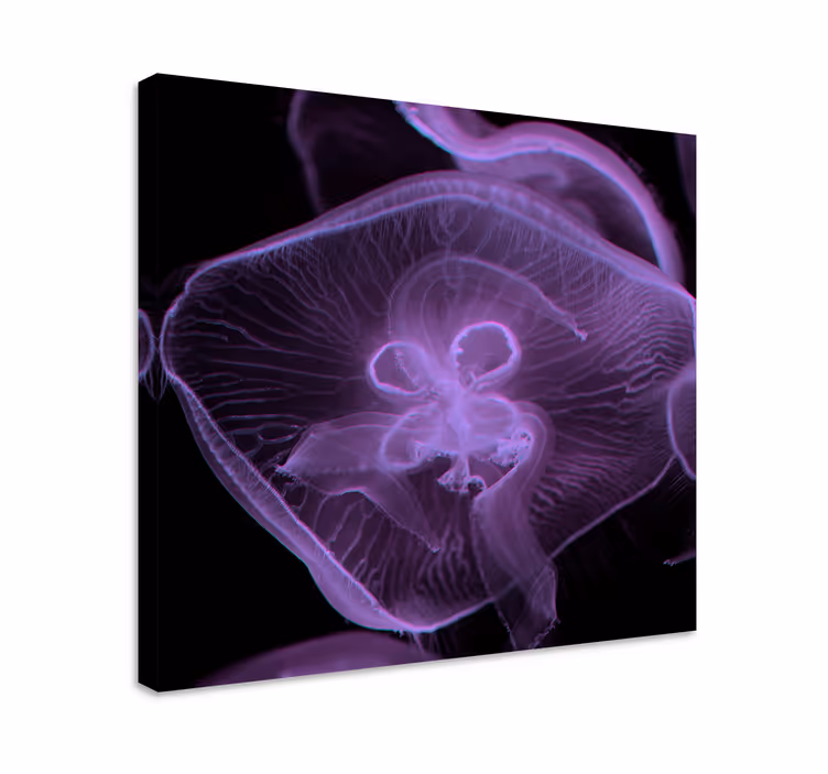 Cuadro animales Arte de medusas - TenVinilo