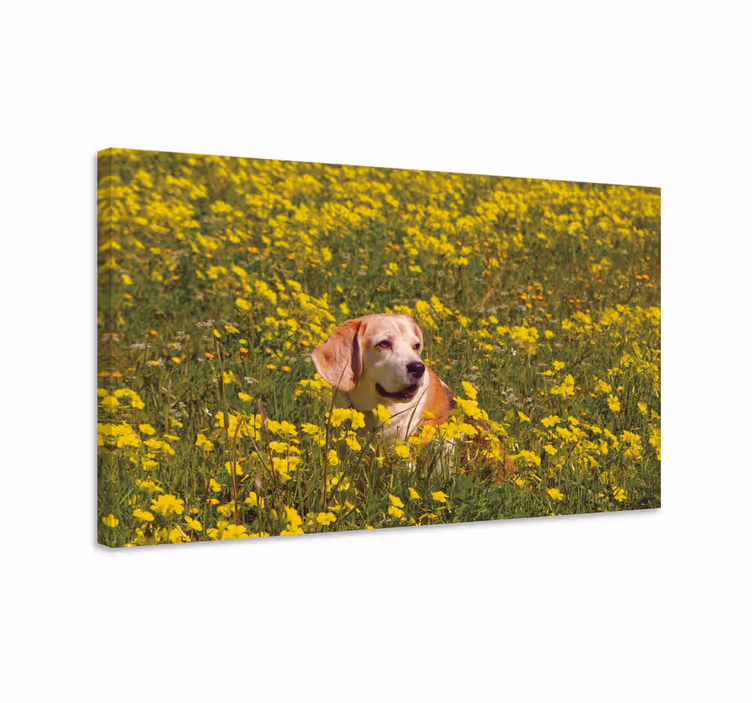 Cuadro de flores Perro tendido en flores - TenVinilo