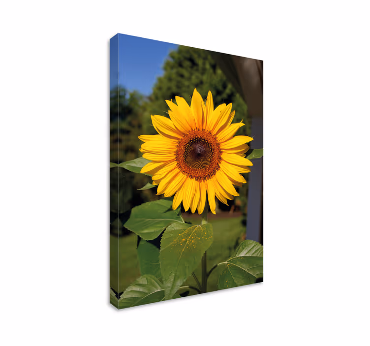 Cuadro de flores Flor del sol sobre fondo verde - TenVinilo