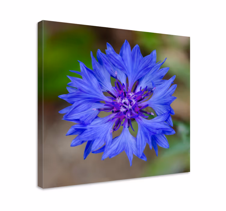 Cuadro de flores Aciano hermoso azul - TenVinilo