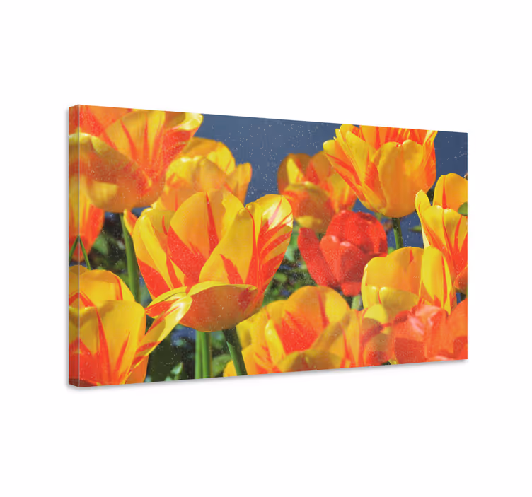 Cuadro de flores Tulipanes rojos y amarillos - TenVinilo