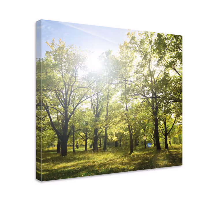 Cuadro de árboles dosel verde soleado - TenVinilo