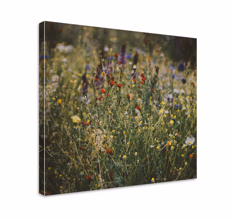 Cuadro de flores Campo de flores - TenVinilo