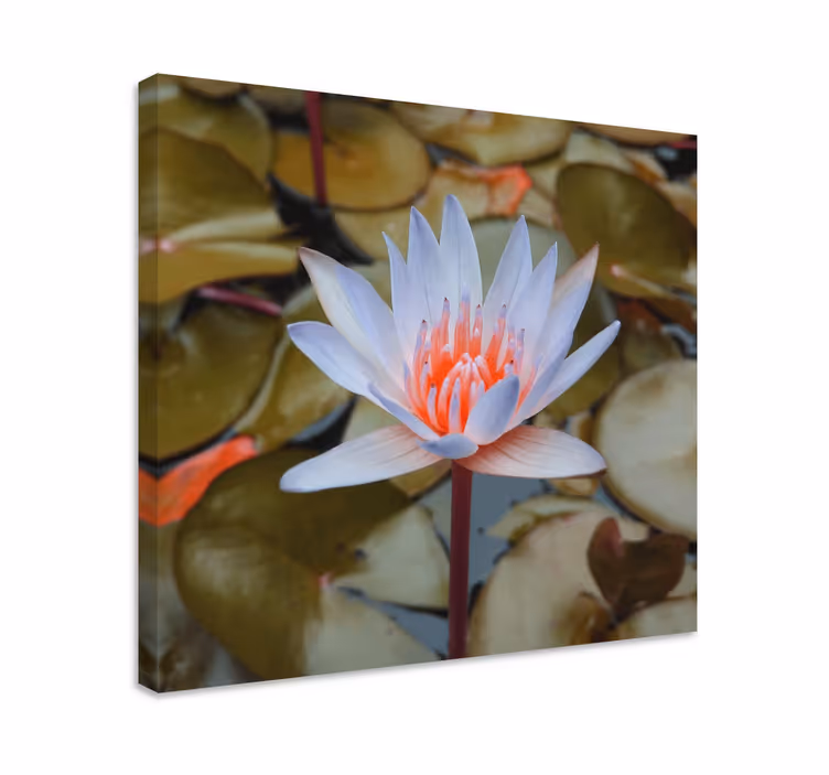 Cuadro de flores lirio de agua delicado - TenVinilo