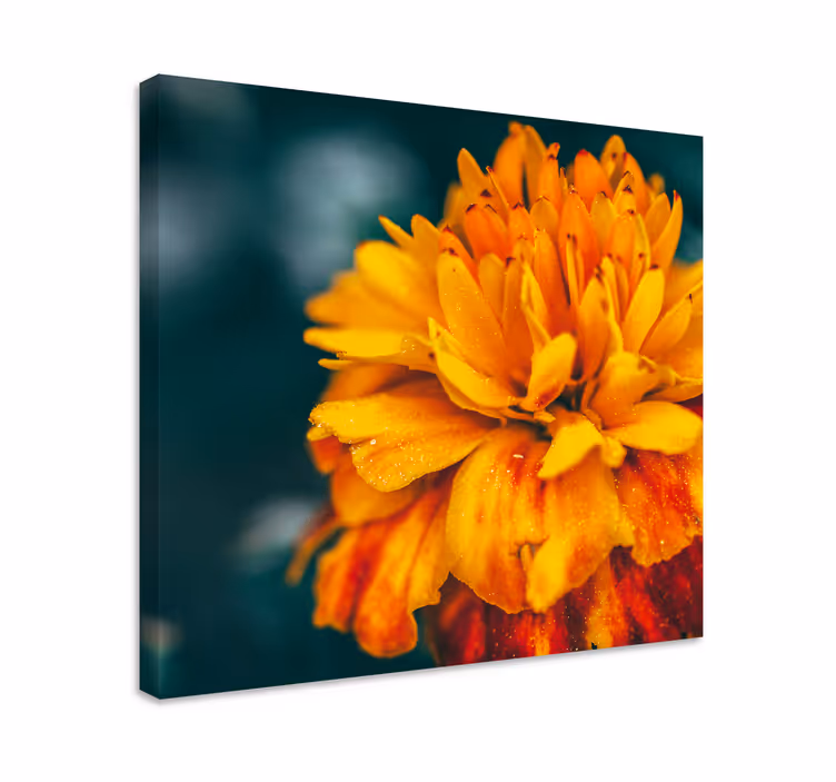 Cuadro de flores flor de naranjo vibrante - TenVinilo