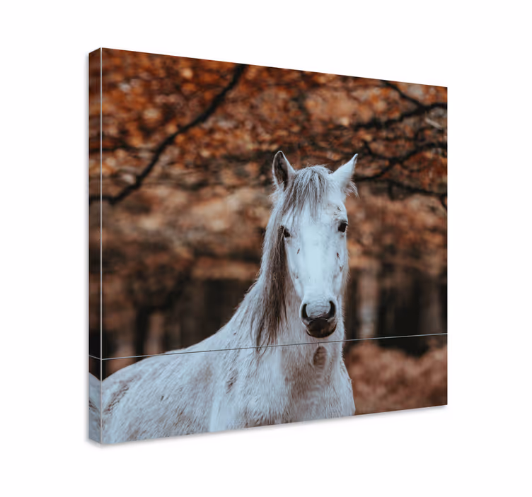 Cuadro caballos Bokeh de otoño - TenVinilo