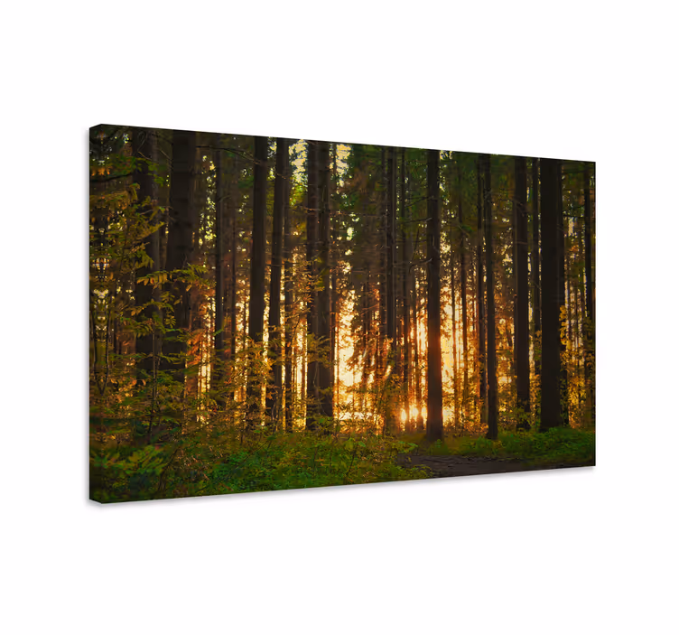 Cuadro paisajes paisaje iluminado del bosque - TenVinilo