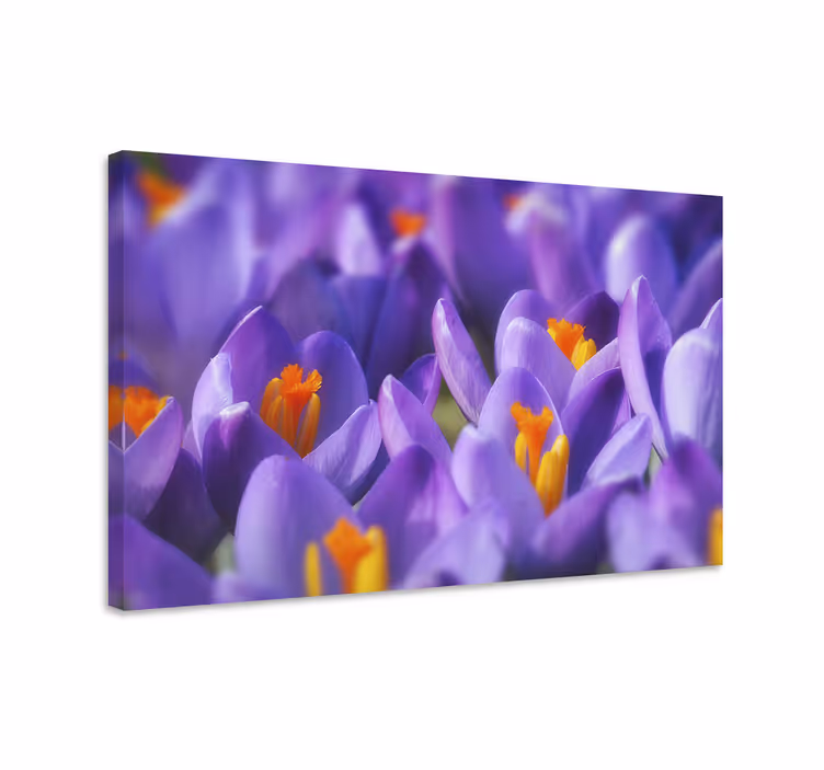 Cuadro de flores flores vibrantes de crocus - TenVinilo