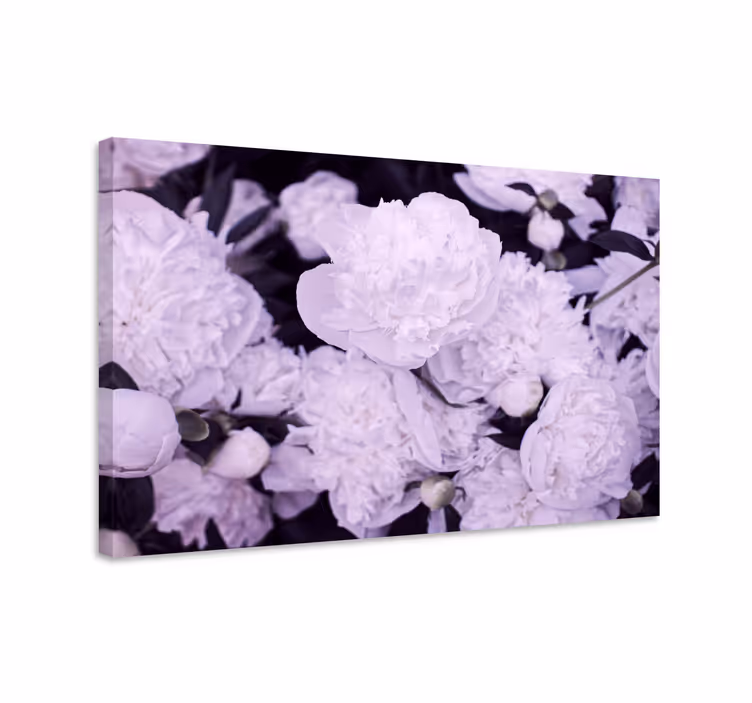 Cuadro de flores púrpuras de peonías - TenVinilo