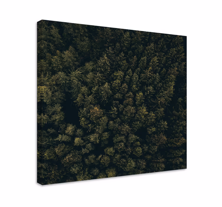 Cuadro de árboles dosel frondoso del bosque - TenVinilo