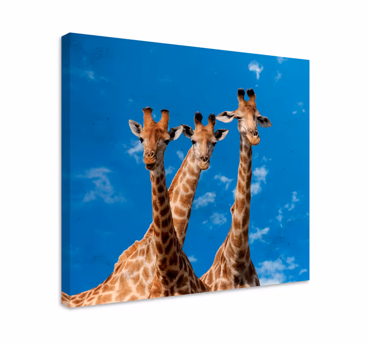 Cuadro animales Jirafas y cielo azul - TenVinilo