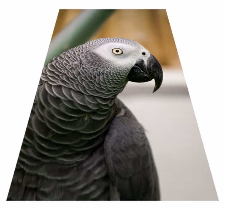 Aflombra vinílica animales primer plano de un loro gris - TenVinilo