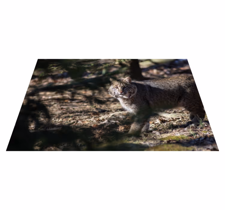 Aflombra vinílica animales Gato salvaje - TenVinilo