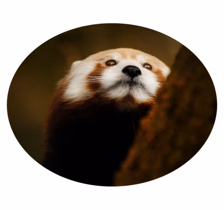 Aflombra vinílica animales Animal lindo panda rojo - TenVinilo