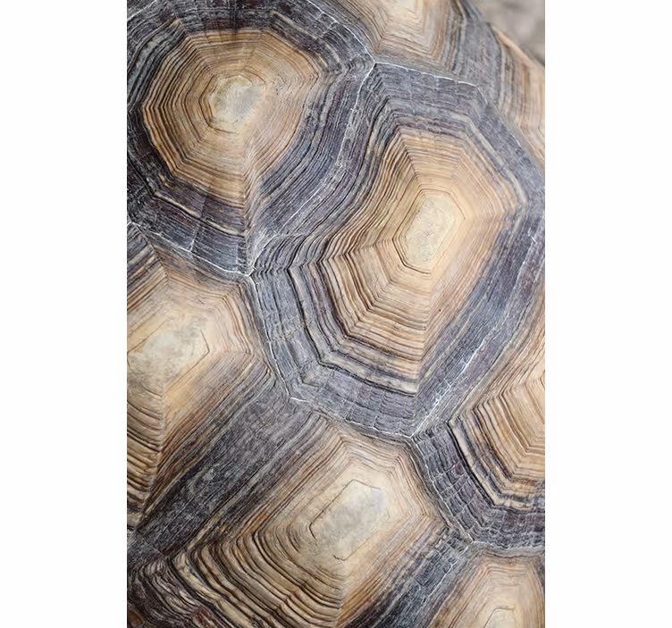 Papel tapiz para sala caparazón de tortuga - TenVinilo