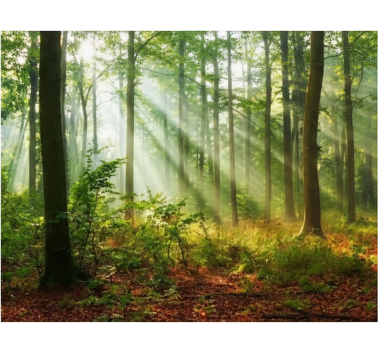 Persiana enrollable árboles luz natural en el bosque - TenVinilo