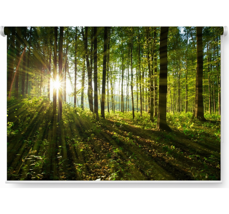 Persiana enrollable árboles bosques del sol radiante - TenVinilo