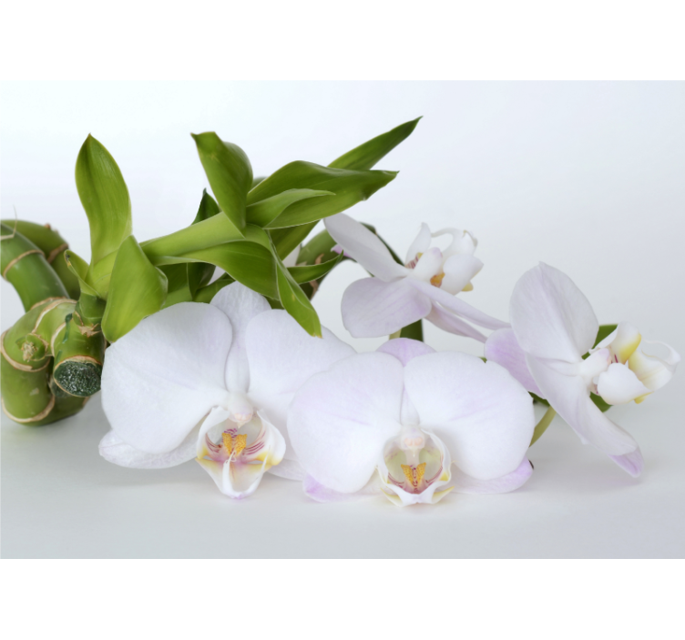 Persiana enrollable blanca orquídea verde blanca - TenVinilo