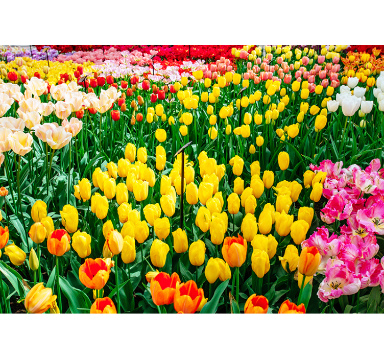 Persiana enrollable salón tulipanes - TenVinilo