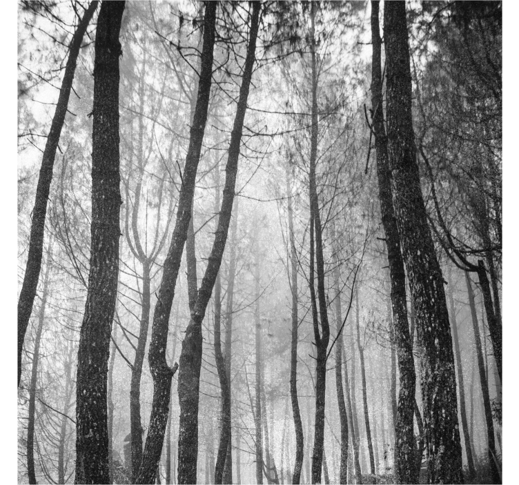 Persiana enrollable salón bosque brumoso desde arriba - TenVinilo