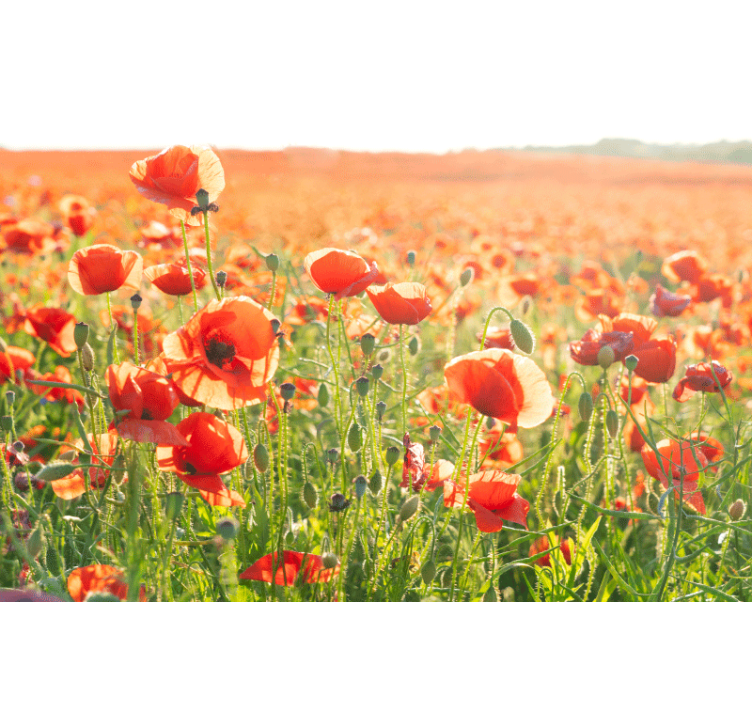 Persiana enrollable salón amapolas rojas en campo soleado - TenVinilo