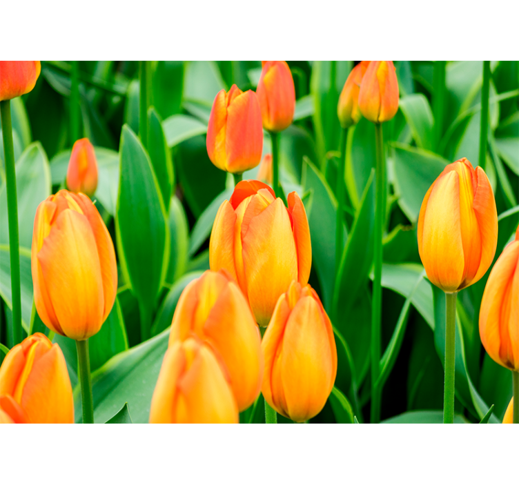 Persiana enrollable salón flores de tulipán naranja - TenVinilo