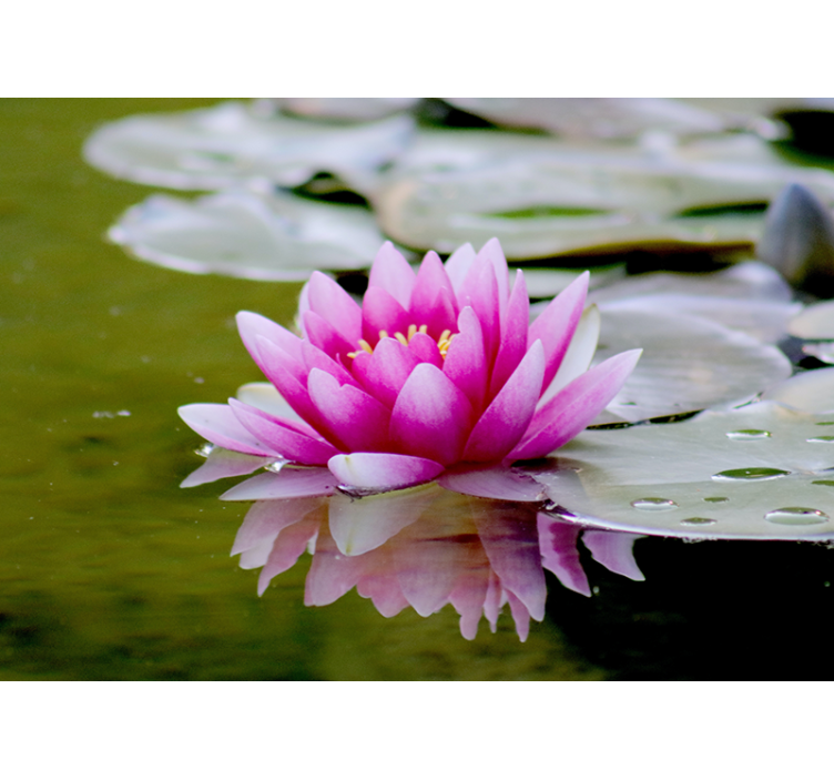 Persiana enrollable salón flor de loto rosa zen - TenVinilo