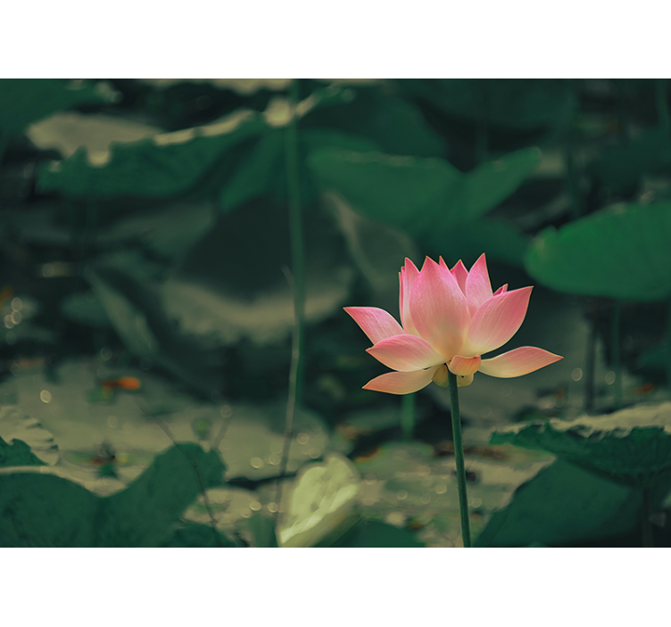 Persiana enrollable salón flor rosa - TenVinilo
