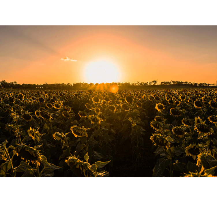 Persiana enrollable salón campo de girasoles al amanecer - TenVinilo