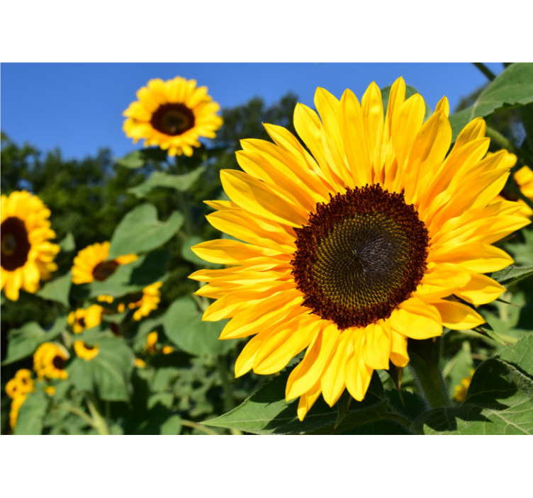 Persiana enrollable salón hermoso girasol en detalle - TenVinilo
