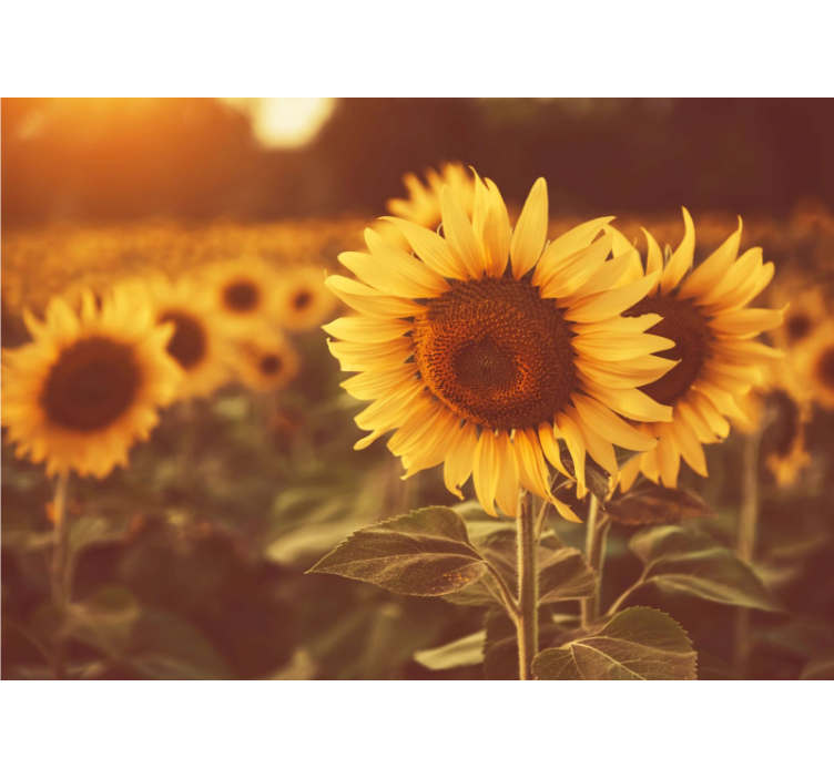 Persiana enrollable salón campo de girasoles romántico - TenVinilo