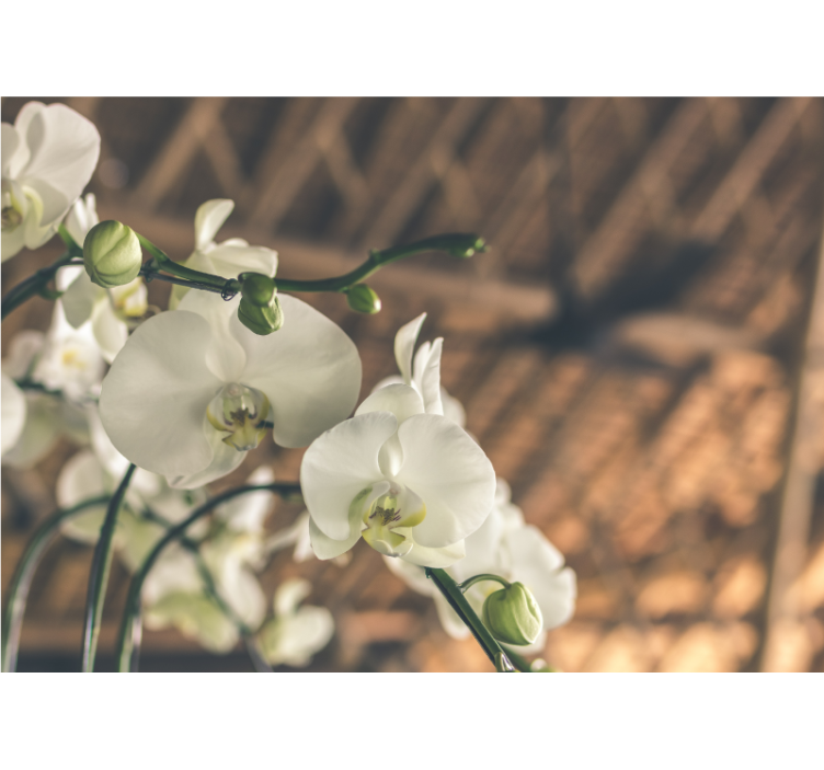 Persiana enrollable salón orquídea blanca texturada - TenVinilo