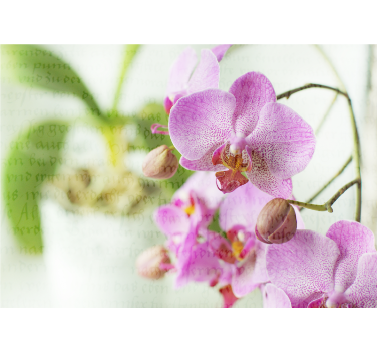 Persiana enrollable salón orquídea con texto - TenVinilo