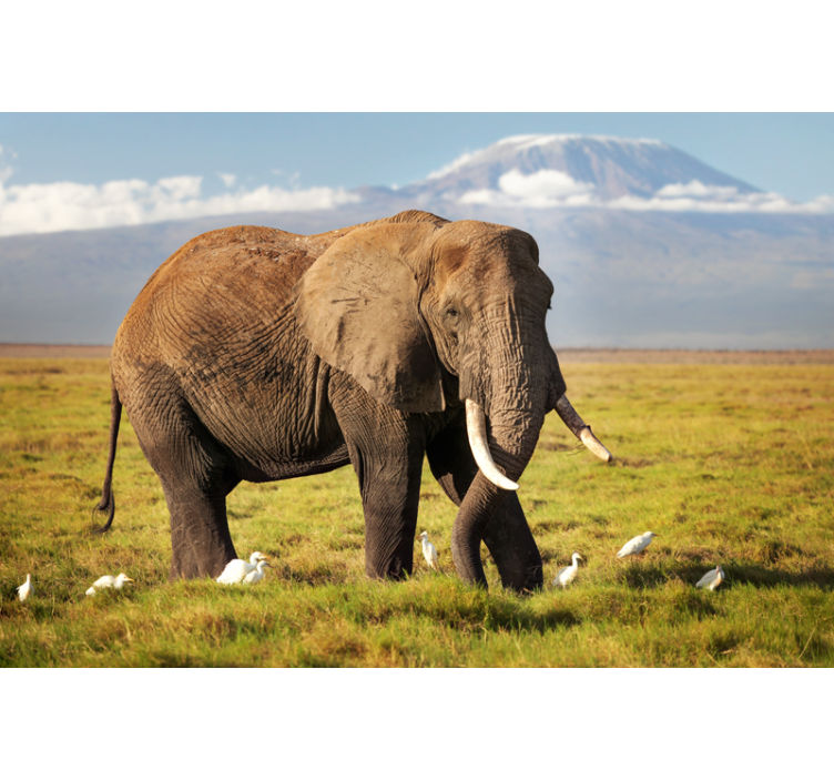 Persiana enrollable salón elefante kilimanjaro - TenVinilo