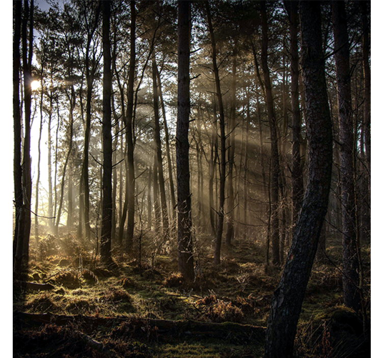 Persiana enrollable salón amanecer en el bosque - TenVinilo