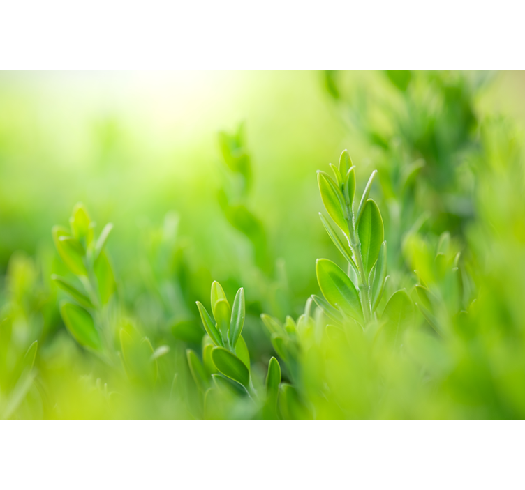 Persiana enrollable flores imagen de exuberante vegetación - TenVinilo