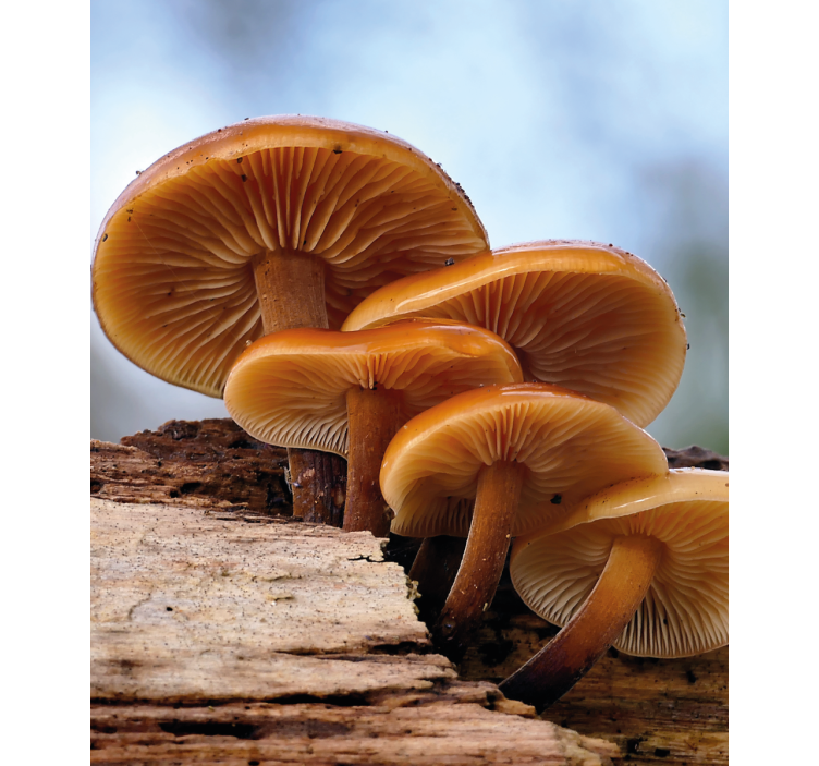 Persiana enrollable flores crecimiento de hongos - TenVinilo