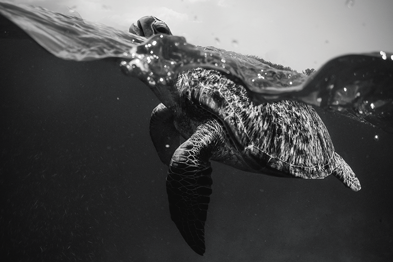 Mantel individual patrón escena de tortugas submarinas - TenVinilo