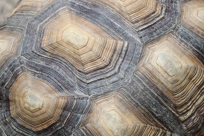 Mantel individual verde caparazón de tortuga - TenVinilo